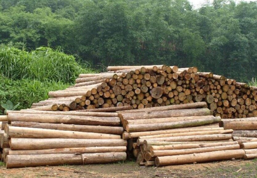 化木材為利潤(rùn)(圖1)